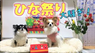 元保護犬チワワとパピヨンのかほご犬s、ひな祭りは大騒ぎ！