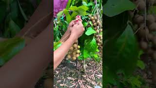 Longan Fres On Tree #longan