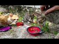 Feeding A Group Of Hungry Stray Cats