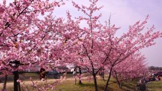 倉敷川千本桜（河津桜） 2015