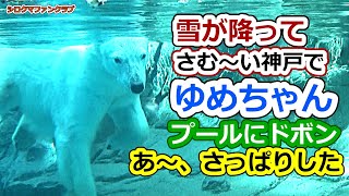 雪が降って、さむ～い神戸で💗ゆめちゃん、プールにドボンあ～、さっぱりした【王子動物園】