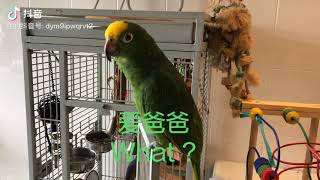 Jackie 杰哥SG Yellow- crowned Amazon 小黄帽 鹦鹉 鸟