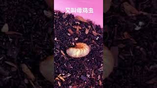 專吃植物根的蟲，看到扔給母雞吃！#shots #short #short