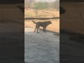 Morning time dog barking sound #dog #dailyshorts #barking #sound #trendingshorts #angry #attack