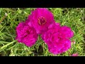 காட்டுத்தனமா டேபிள் ரோஸ் பூக்க இந்த உரம் குடுங்க portulaca care table rose 10 o clock plant tamil