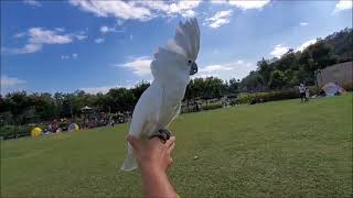 東九龍鸚鵡之友 飛行鳥の藍金威廉和白葵小白香港佐敦谷公園放飛