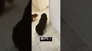 歩くのが嫌いな犬。Dachshund Dog on a Treadmill