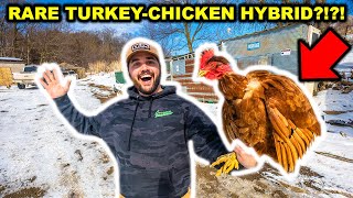 RARE Turkey-Chicken HYBRID Catch Clean Cook!!!