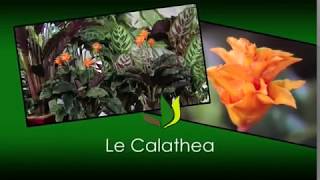 Le calathea : une plante verte tropicale d'intérieur  - Truffaut