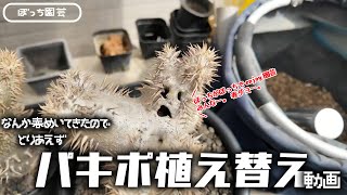 【多肉植物/塊根植物】#259 - 暖かくなってきたので、意を決して放置してたパキポディウムをついに植え替えた【ぼっち園芸】