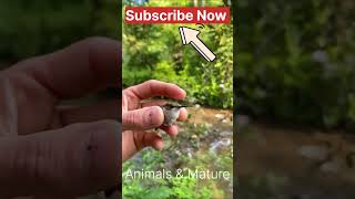 smallest bird humming bird, Animals & Nature, smallest, bird