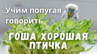 Учим попугая говорить \