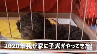 【ブラウントイプードルの成長記録】やんちゃなブラウントイプードルの動画です♡