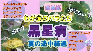 わが家のバラたち【黒星病】夏の途中経過　～出た？出てない？～