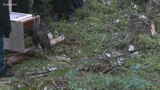 Fishers released into the wild