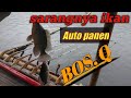 Beginilah kalau mancing disarang ikan || auto panen || mancing jatiluhur terbaru