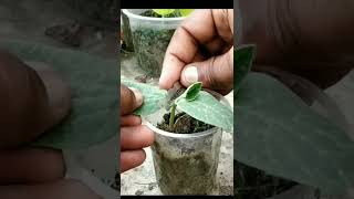 Grafting Cucumber seedling on Pumpkin by Hole Method #shorts