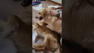 구독자방문 대형견키우면 생기는일 12시간이상 집못비움 #춘천골든리트리버 #goldenretriever