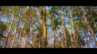 Beauty of Nature, Meherpur । A Picxellence Production | Mujibnagar | Meherpur