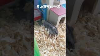 恐らく永遠に見てられるハムちゃんの挙動不審な動き #shorts #ハムスター #ジャンガリアン #hamster #仓鼠 #햄스터