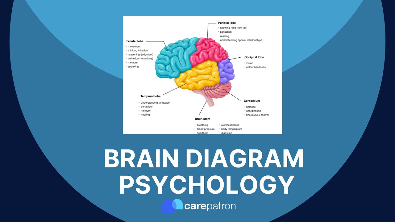Brain Diagram Psychology Youtube