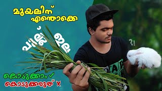 Safe Food for Rabbit | മുയലുകൾക്ക് എന്തൊക്കെ ഇലകളും പുല്ലുകളും കൊടുക്കാം കൊടുക്കരുത് Rabbit Farming