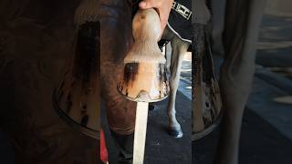 Cow hoof trimming.... #foryou #hoof #horse #satisfying #hooftrimming #asmrvideos #ferrari