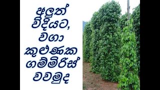 වගා කුළුණක ගම්මිරිස් වවමුද?