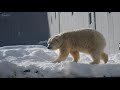 ホッキョクグマ　さらに厚くなった氷に苦戦するリラ　polar bear lila struggling　 円山動物園 ホッキョクグマ リラ