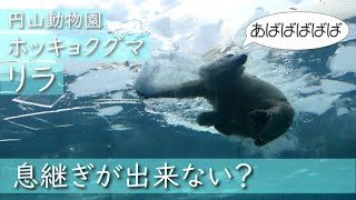 ホッキョクグマ　さらに厚くなった氷に苦戦するリラ　Polar bear Lila struggling　#円山動物園 #ホッキョクグマ #リラ