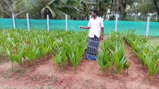 ಉತ್ತಮ ತೆಂಗಿನ ಸಸಿಗಳು, ತೆಂಗಿನ ಸಸಿಗಳ ಮಾಹಿತಿ, coconut plants, ಉತ್ತಮ ತೆಂಗಿನ ಸಸಿಗಳಿಗೆ ಸಂಪರ್ಕಿಸಿ-9844732369