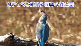 カワセミの餌取り(四季の森公園)