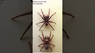 বিশ্বের সবচেয়ে মারাত্মক মাকড়সা #shorts #knowledge #funnelwebspider #knowledgeispower #shortsvideo