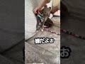 【散歩嫌い犬】ハーネスつけたらこの世の終わりみたいな顔になる愛犬 dog 犬 イタグレ italian イヌ shorts