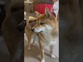 同じアングル❤️ かわいい 柴犬 しばいぬ 猫 cat ねこ 可愛い dog ねこのいる生活 柴犬動画 siba shorts