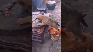 Shiba stands on chicken 🍞🐓 #cute