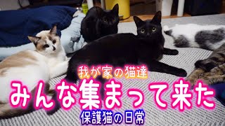 【保護猫】猫達全員集合～!!珍しく1か所にわーっと集まって来ました