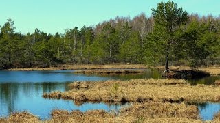 Atgimstanti Tyrulių pelkė