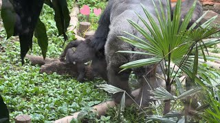 しれっと娘を触るハオコお父さん【2023年5月31日】【上野動物園】ゴリラ