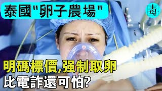 明碼標價，強制取卵！泰國“卵子農場”曝光，真實生活比電詐園區還可怕？