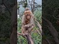 The puzzling, funny and hilarious Behaviors of Monkeys. Top funny monkeys videos #348