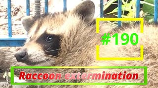 2022.8.7  　特定害獣駆除　アライグマ　#190 #Raccoon extermination