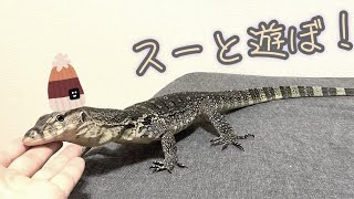 ミズオオトカゲの部屋んぽ Water monitor lizard