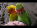 コザクラインコ　ボタンインコ　パパと過ごすクリスマス