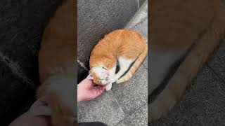 撫でたらクネクネ！？UPテクノハブの #猫 の反応が可愛すぎる！ #フィリピン