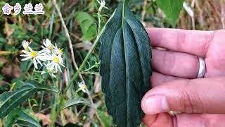 “三脉紫菀”农村遍地都是，中医上称它红管药，看到别不认识