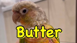 BTSのButterはウロコインコまでもノリノリにする！#Shorts