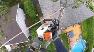 Arborist and Arboriculture(dying Elm, tree removal)