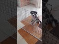 ボクもできるよ！【ボーダーコリーの子犬】 shorts 犬トレーニング bordercollie