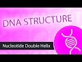 DNA Structure